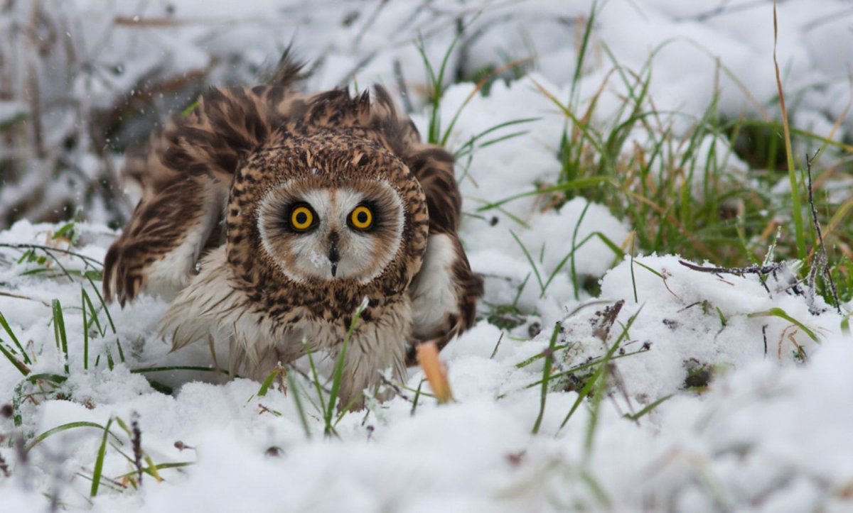 Уссурийская енотовидная собака