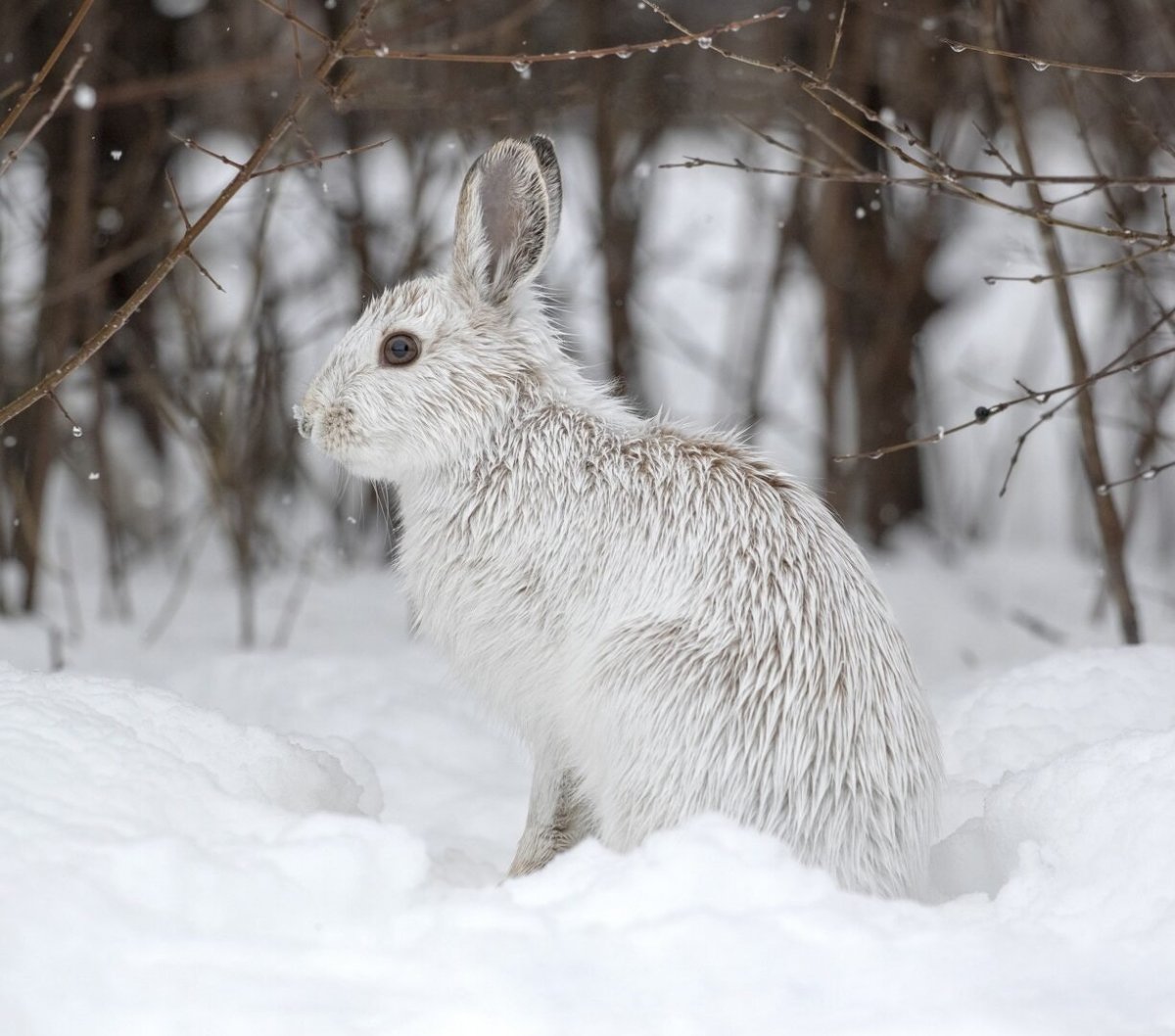 Американский Беляк