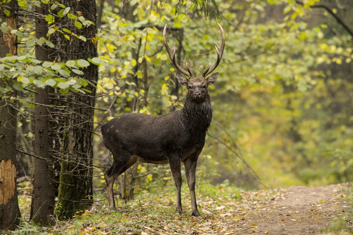 Лосиный остров заповедник
