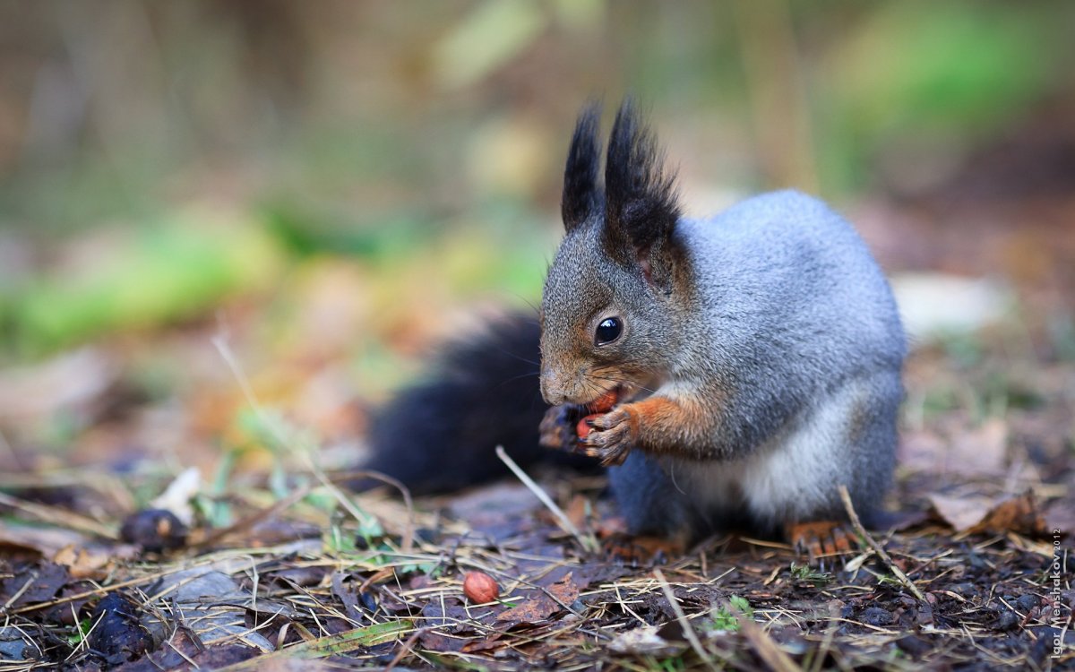 Звери средней полосы