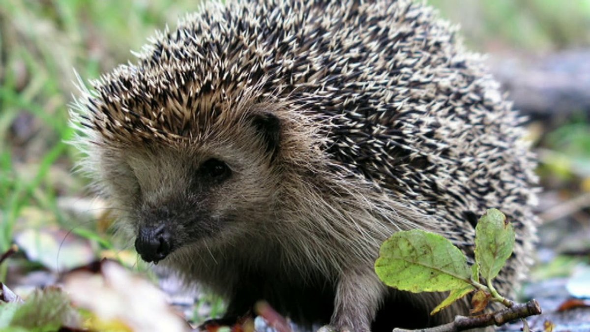 Даурский ёж