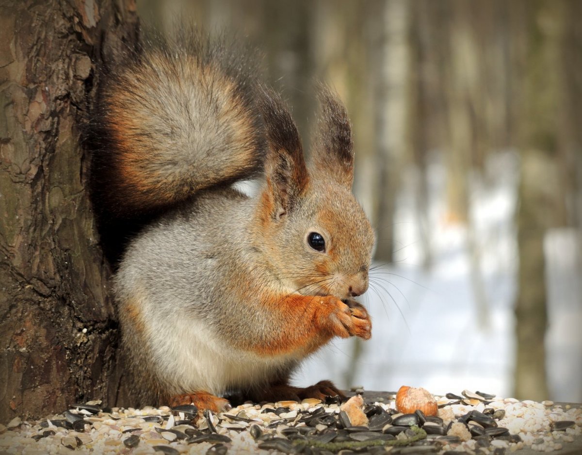 Животные Подмосковья