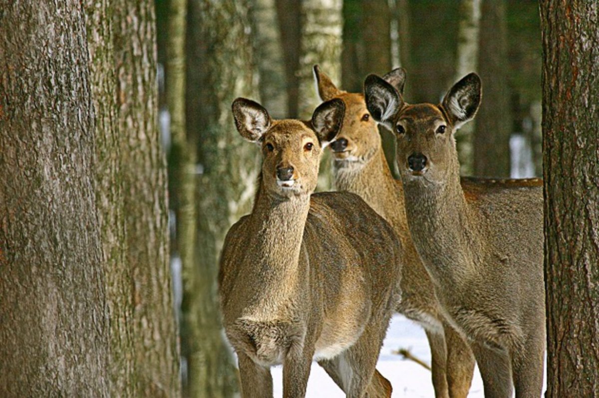 Белка Брянской области