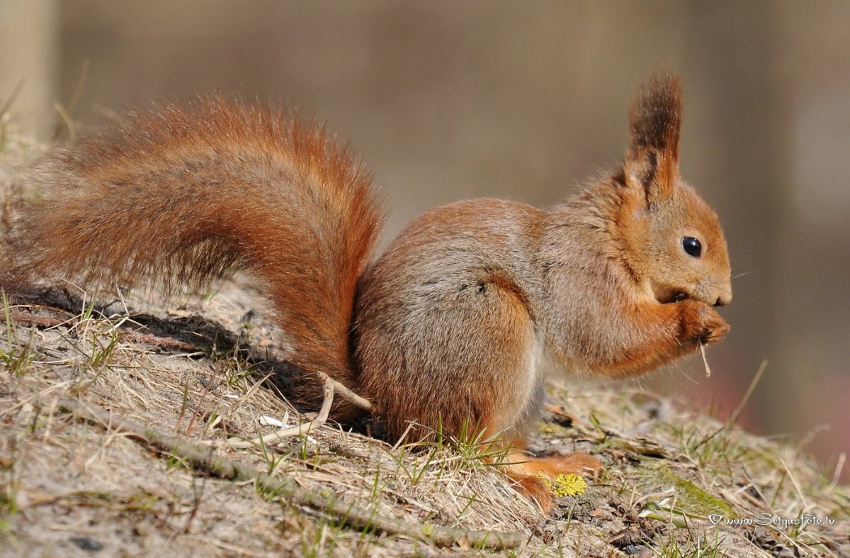 Лось Таганай