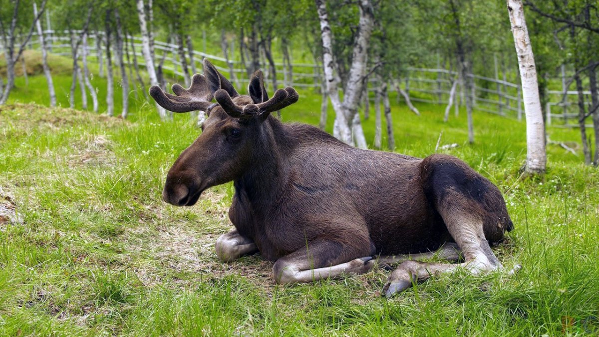 Дикие животные Ивановской области