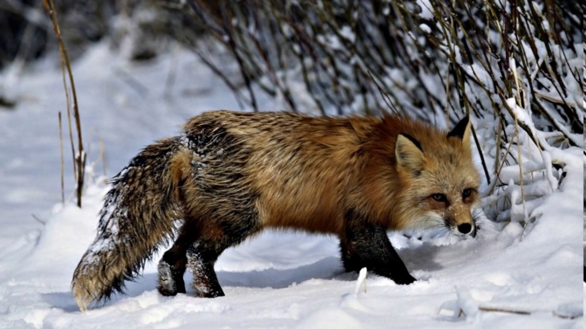 Животные Подмосковья