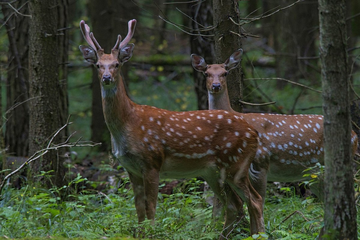 Пятнистый олень Сихотэ Алинский заповедник