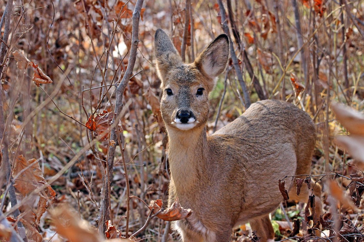 Заповедник Кедровая Падь косуля