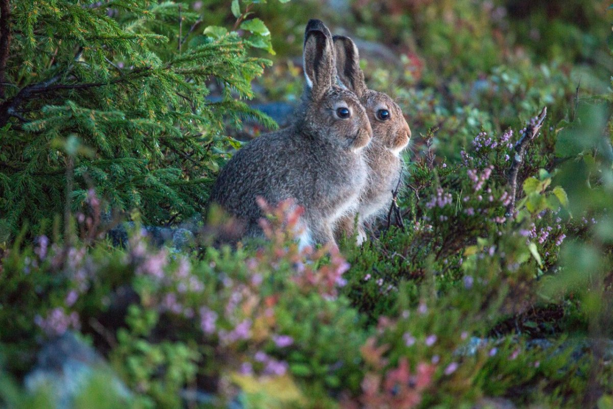 Животные леса