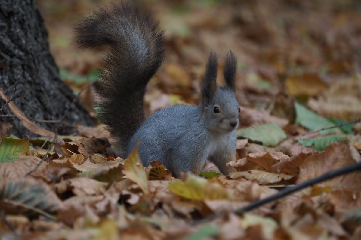 Ушаки животное фото