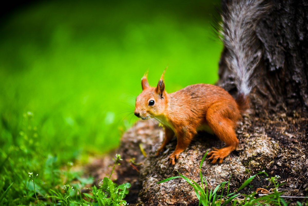 Животные которые обитают в парке