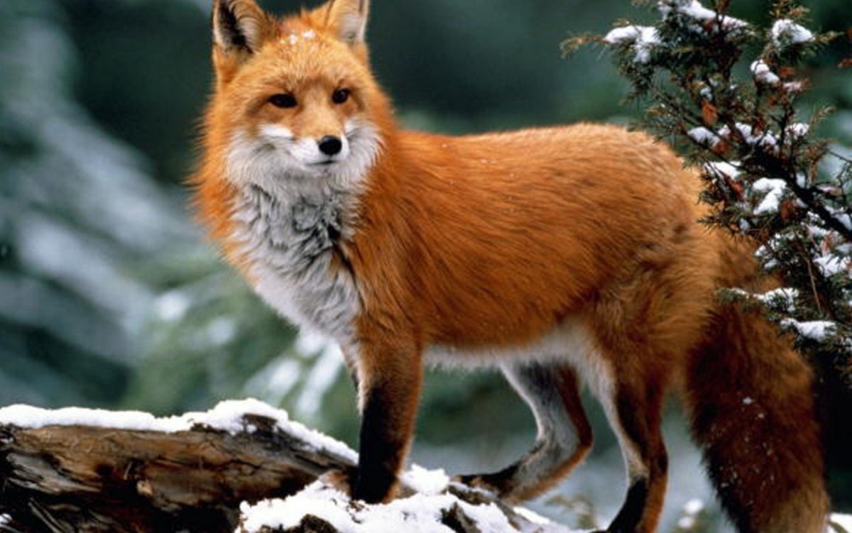 Барсук Дальневосточный