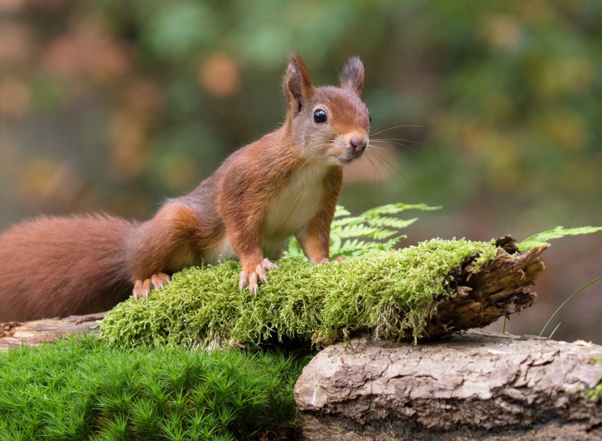 Молодая белка