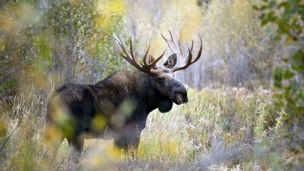 Алтайский заповедник животные лиса