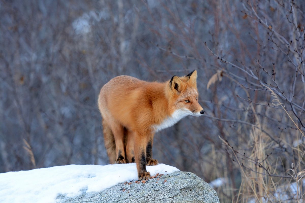 Дикие животные Москвы
