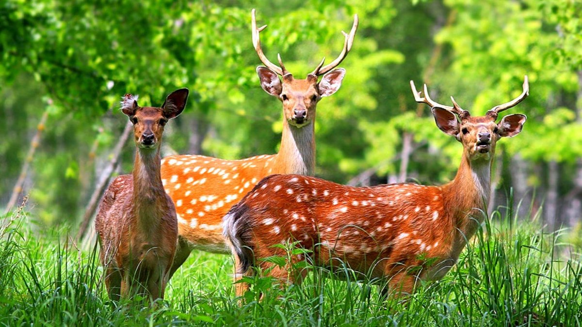 Уссурийский заповедник пятнистый олень