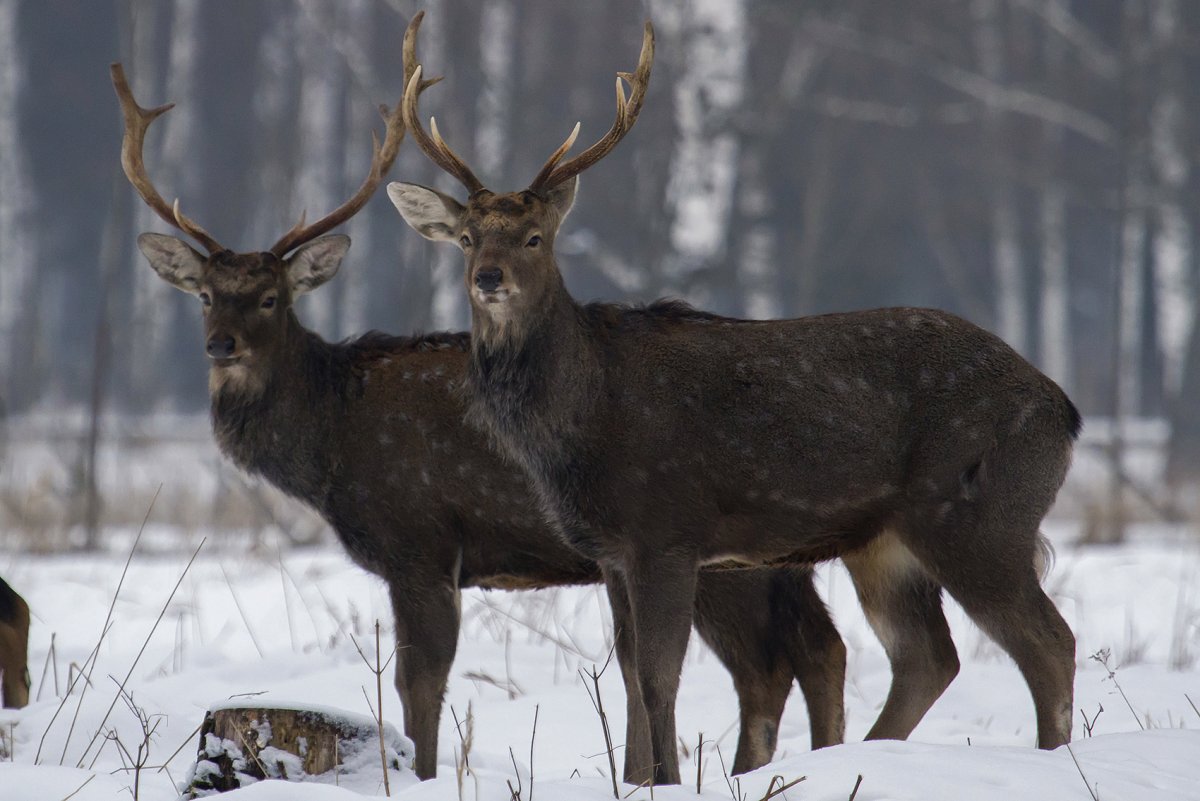 Пятнистый олень самец