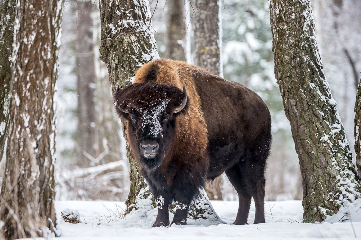 Приокско-Террасный заповедник бизоны