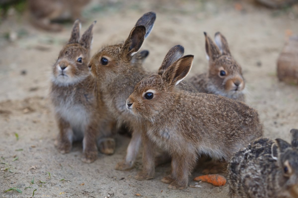 Заяц Русак в тайге