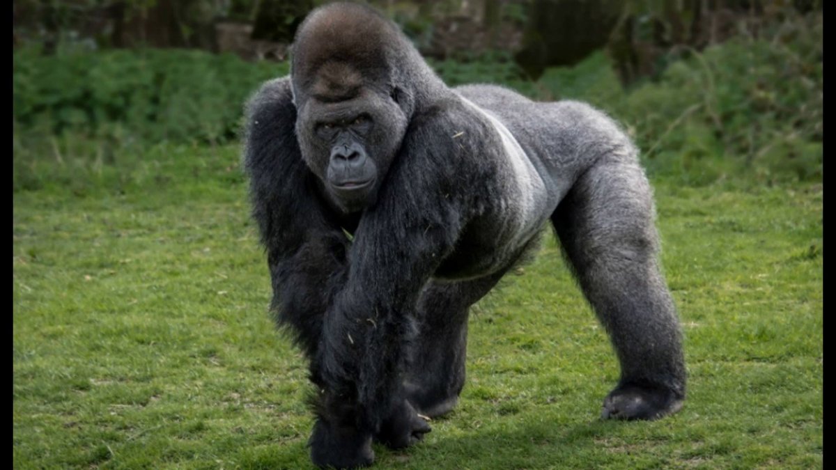 Серебристая горилла