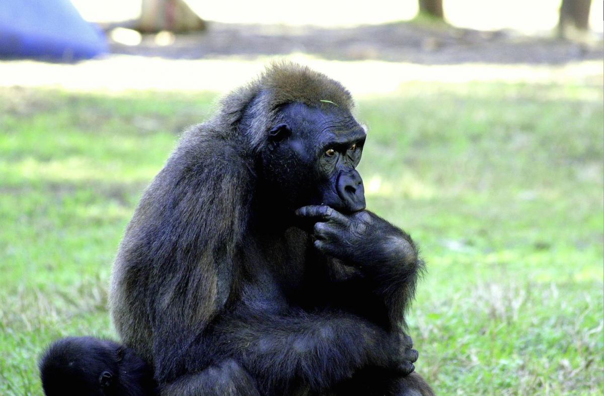 Красивые самцы животных