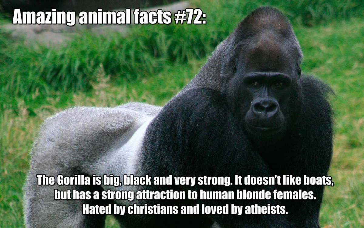 Редкий вид гориллы