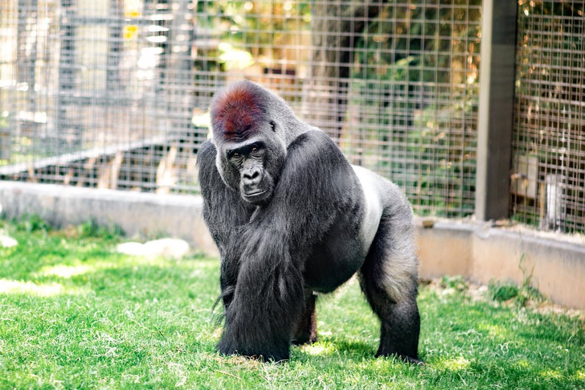 Горилла, самка