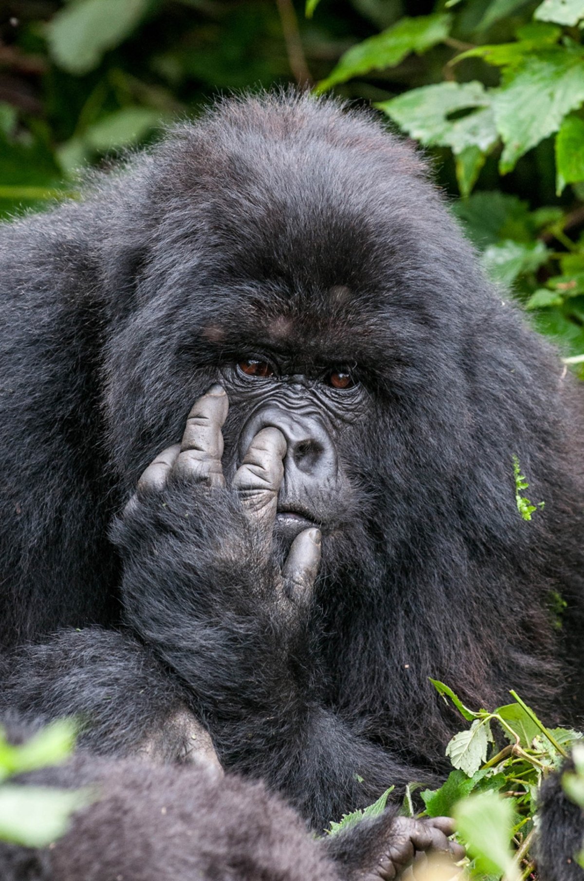 Смешные звери