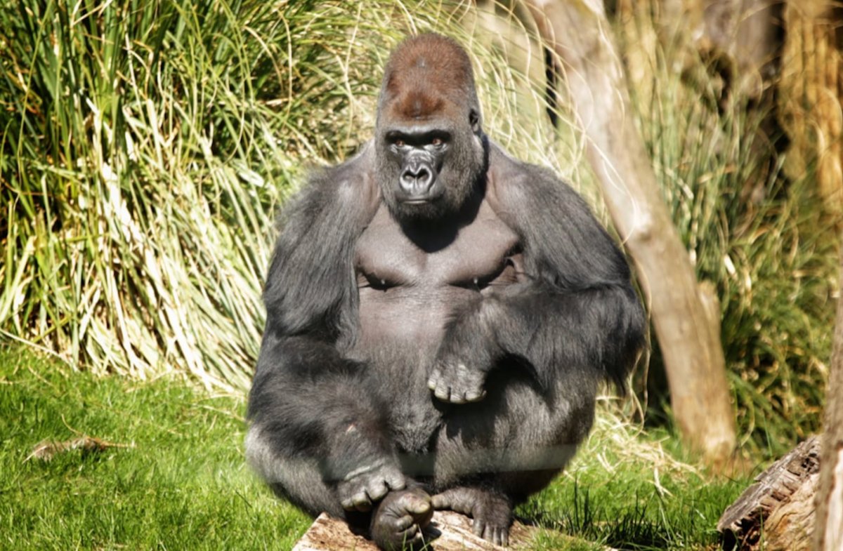 Животные взрослые особи