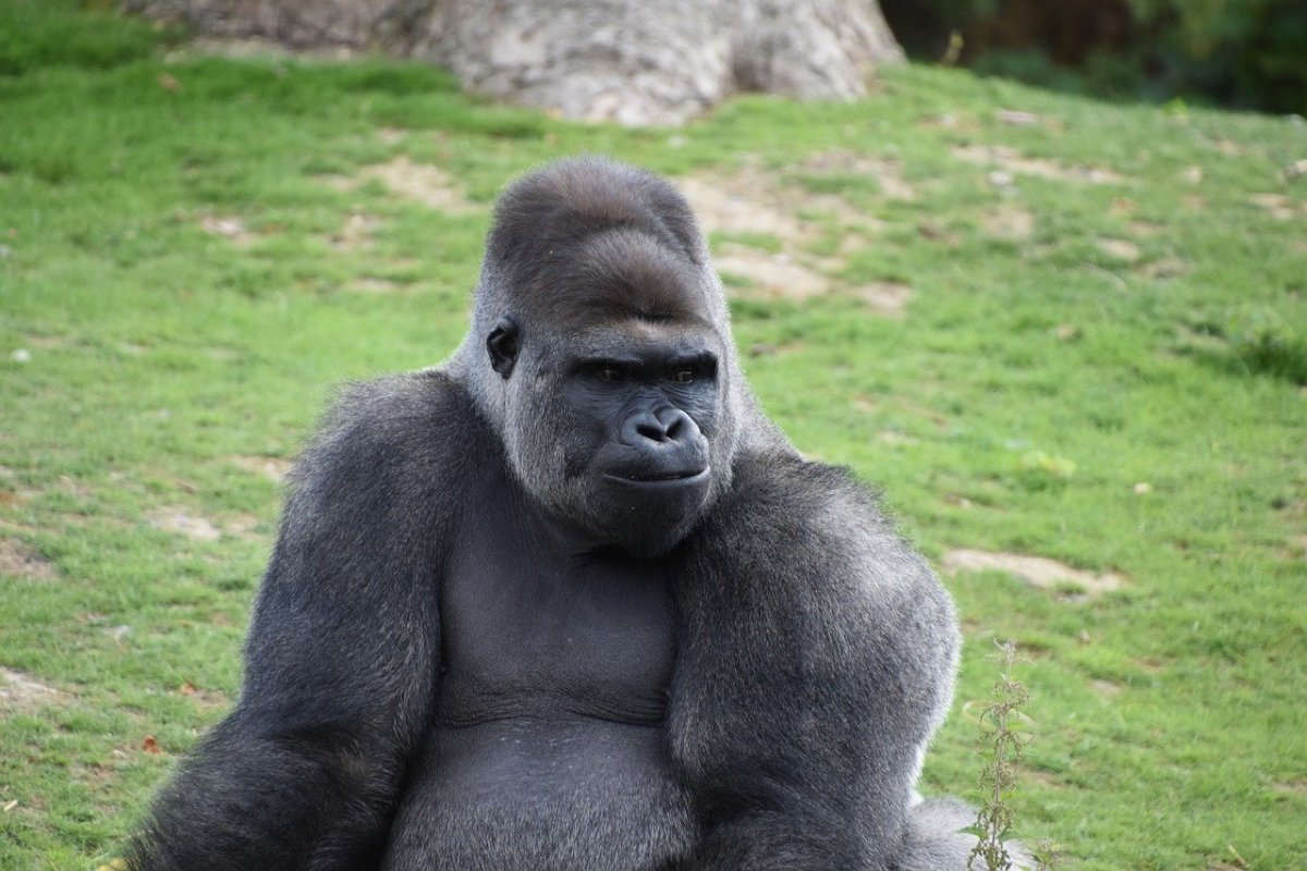 Обезьяна горилла