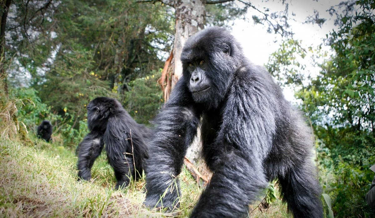 Горные гориллы Вирунга