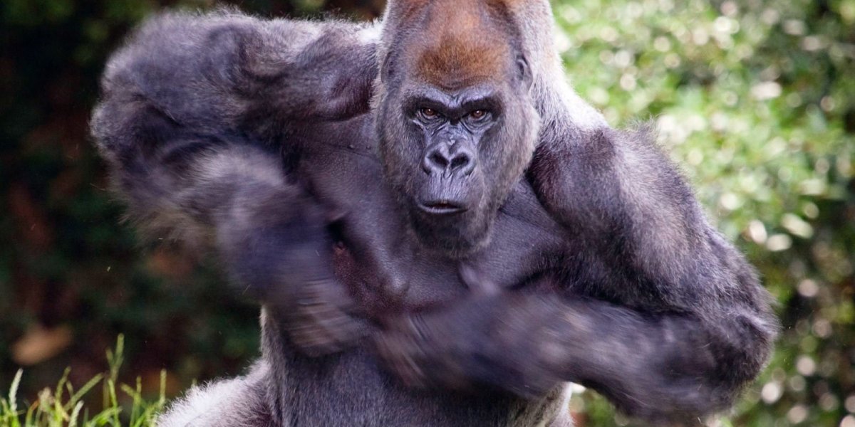 Опасная горилла