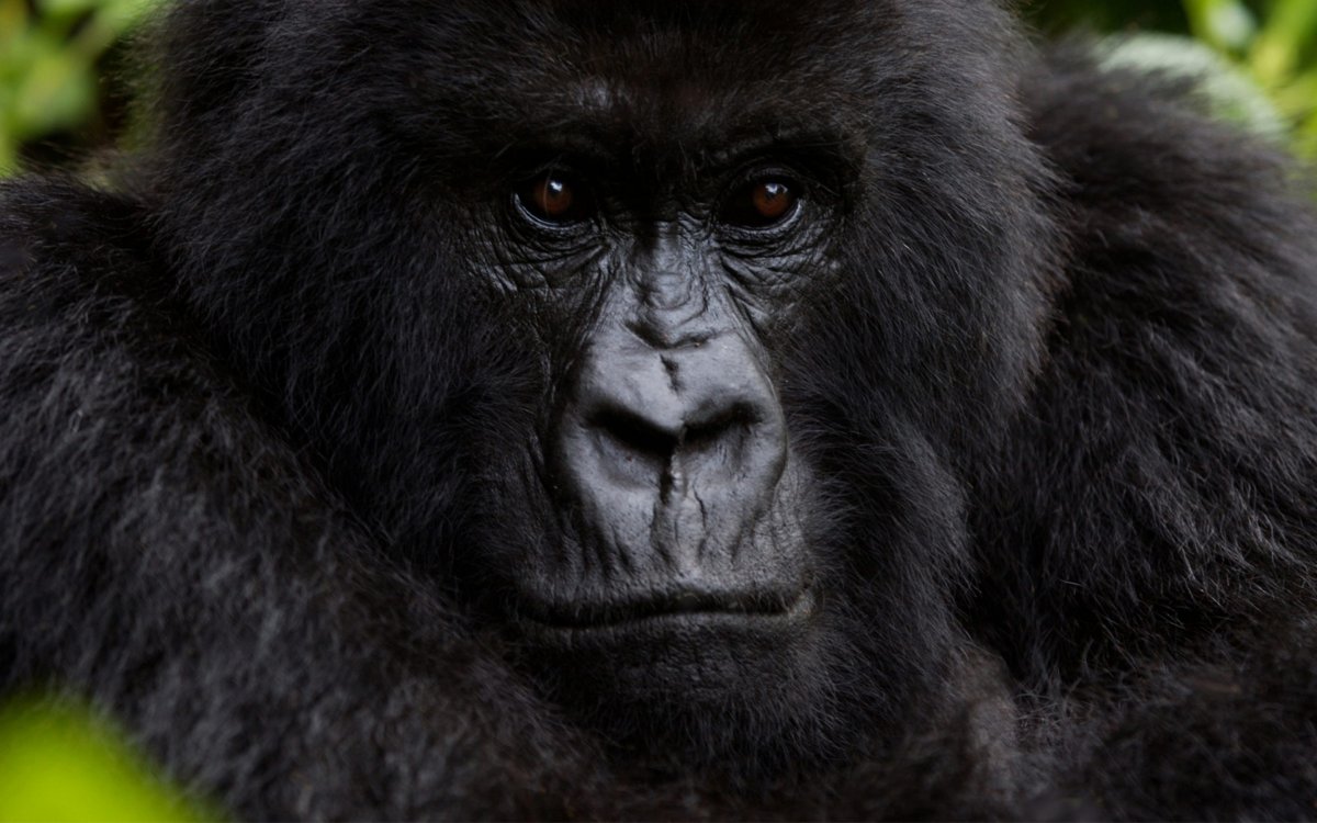 Дикая горилла