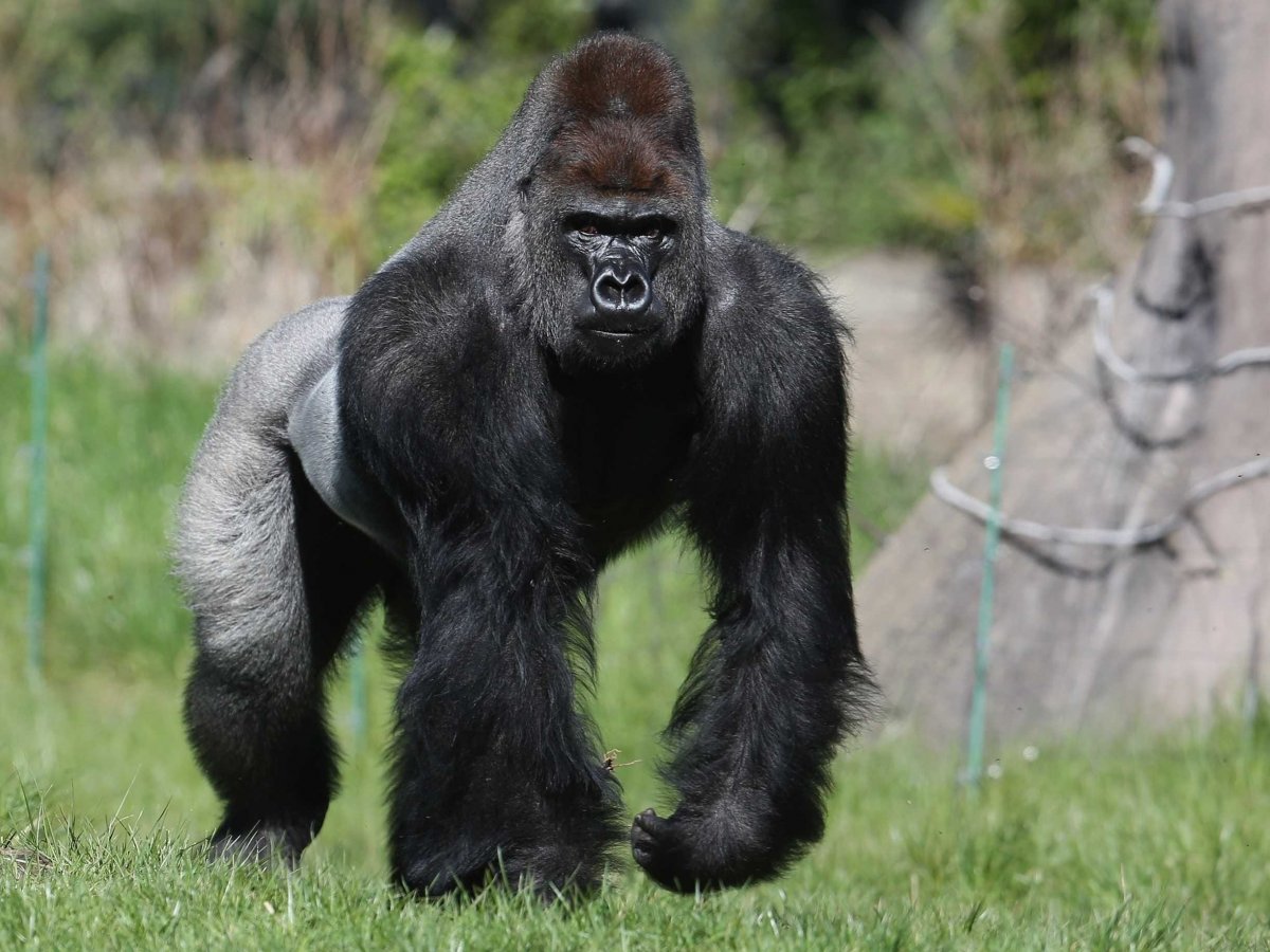 Гигантская горилла