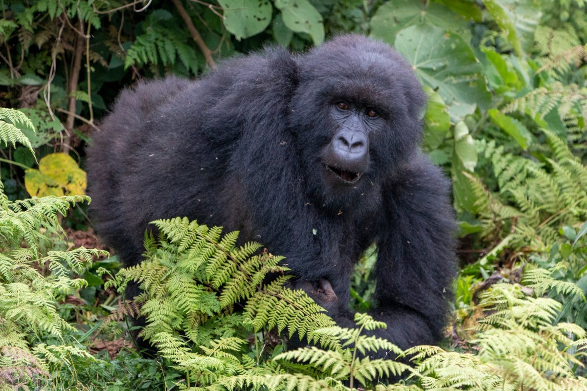 Горная горилла красная книга