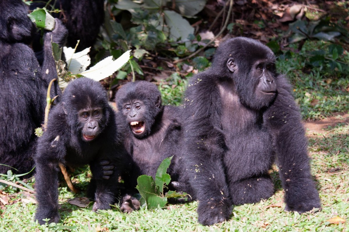 Франзцская горилла