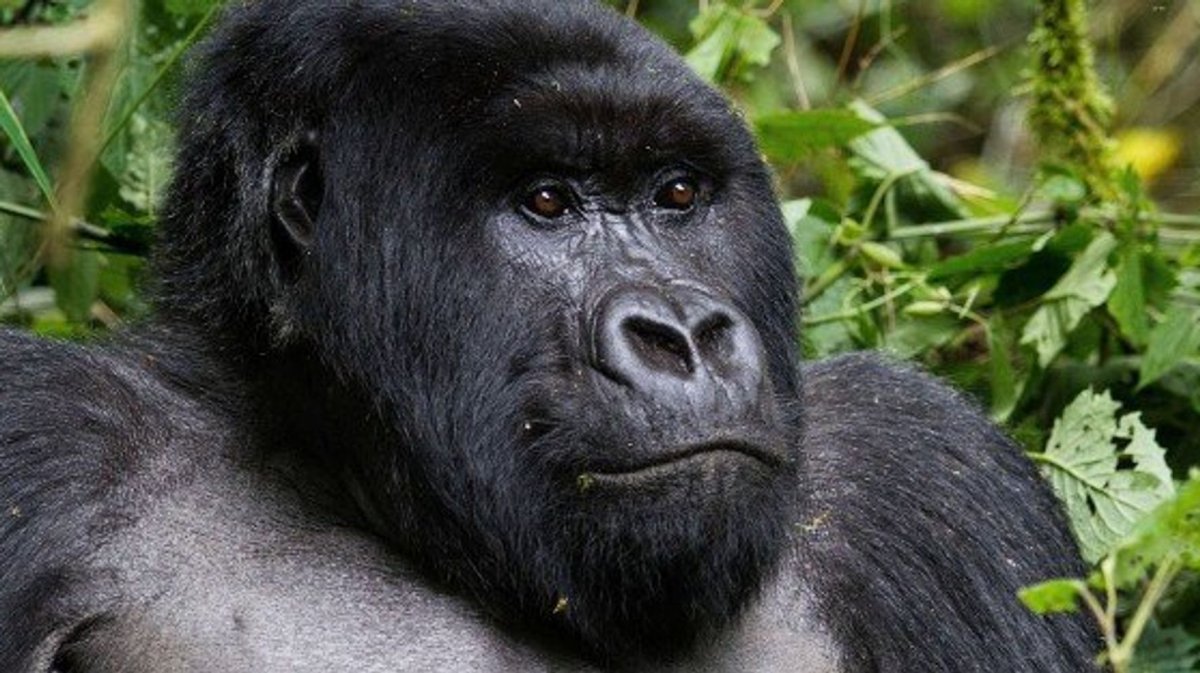 Горилла Никита