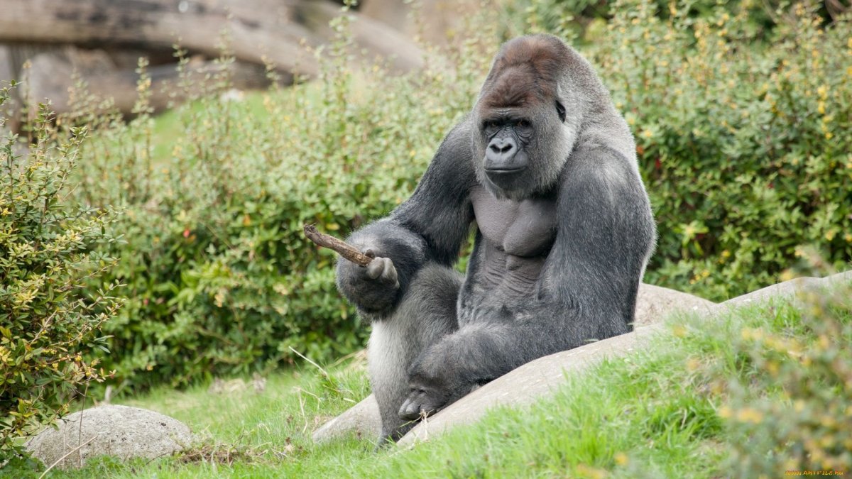 Приматы горилла