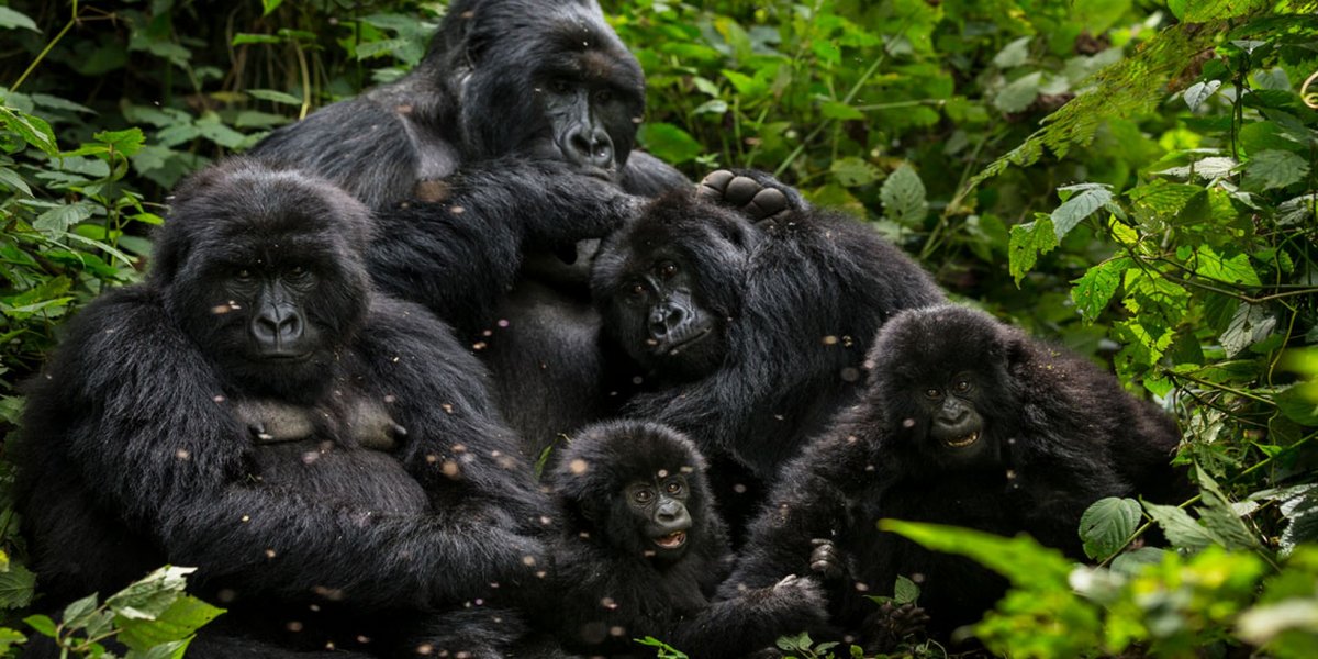 Горилла с семьей рабочий стол