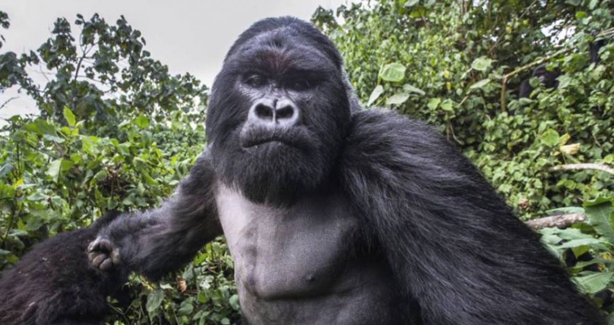Гигантская горилла