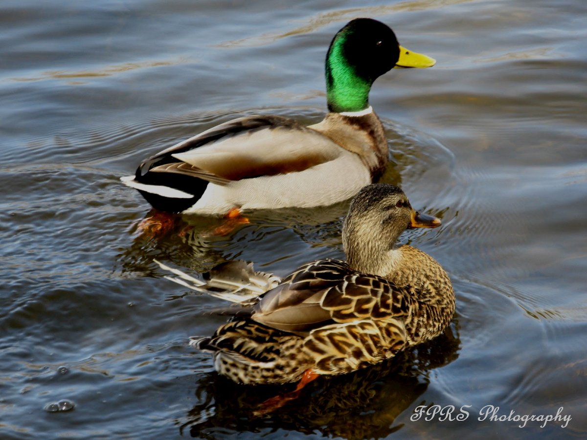 Утка кряква самка