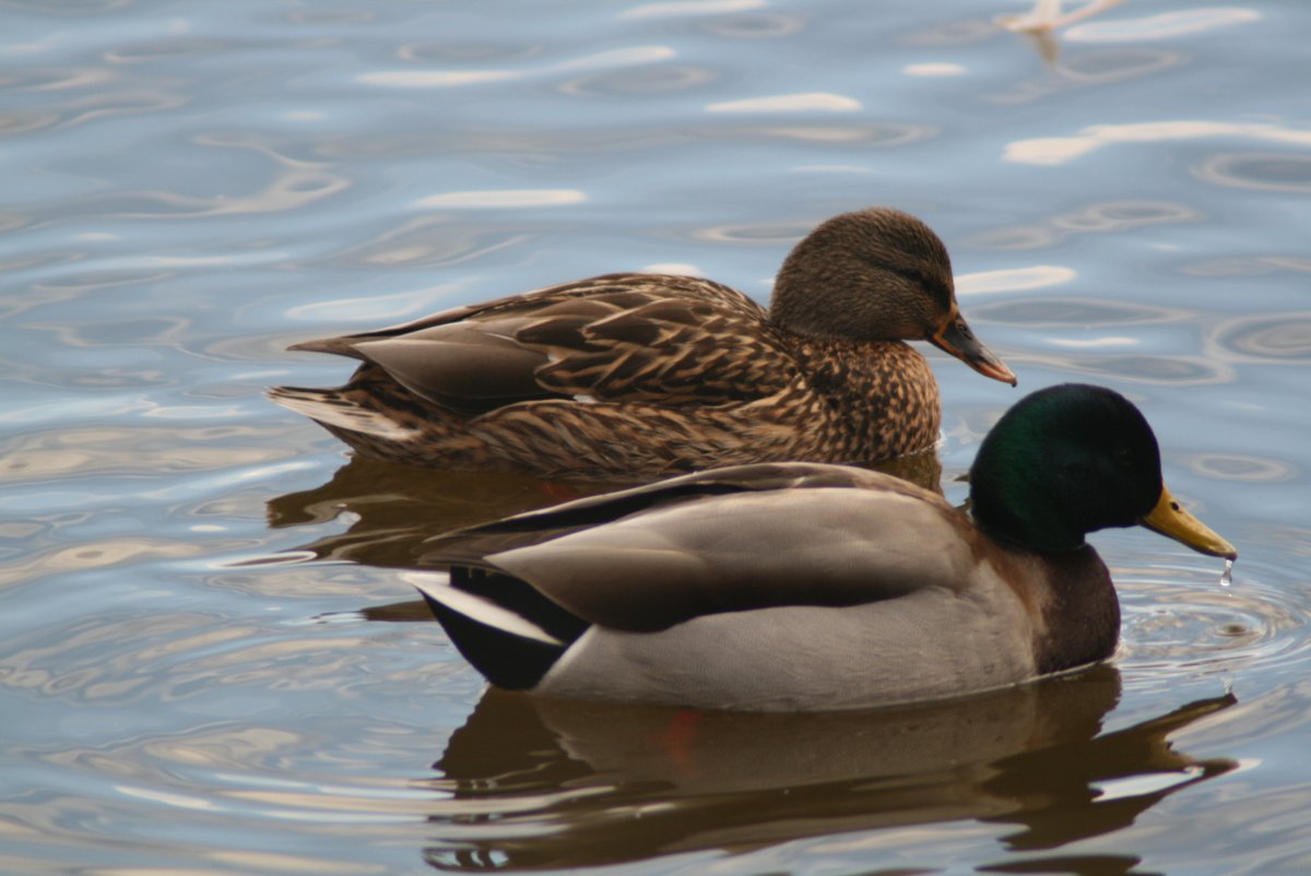 Черная кряква самец