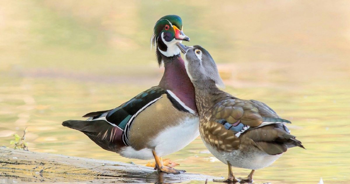 Утки мандаринки пара