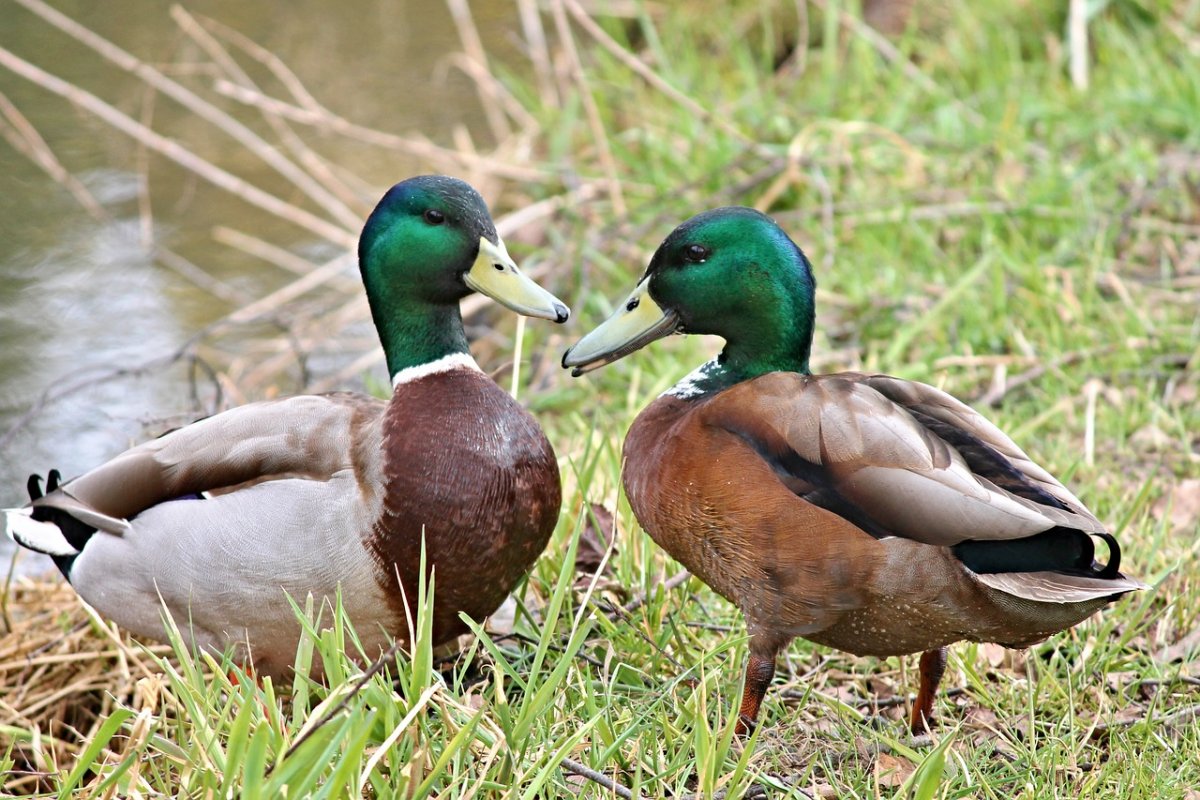 Дикие утки пестроносая кряква