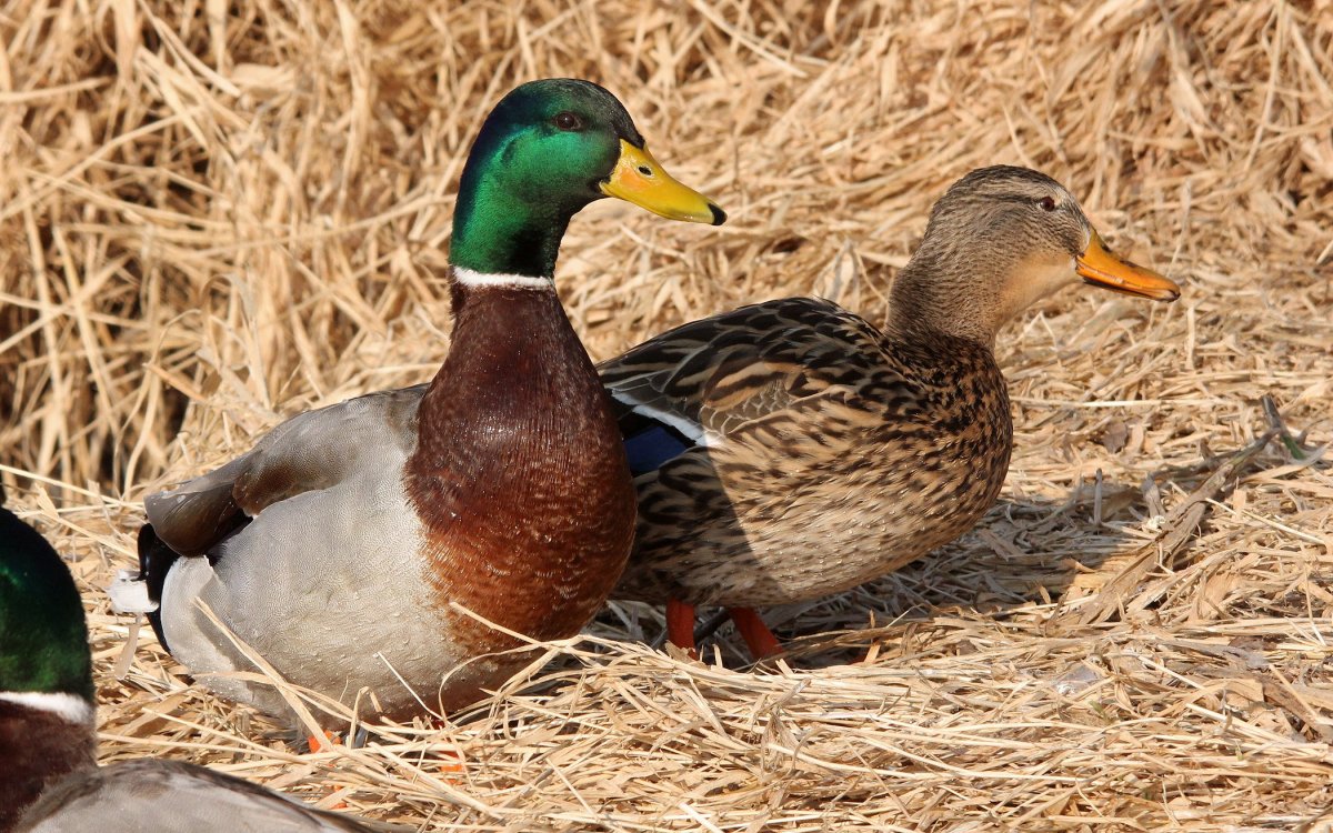 Мексиканская кряква