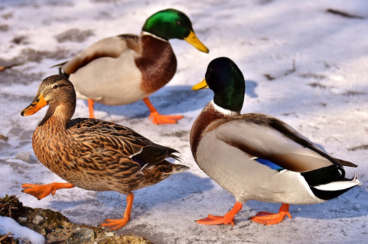 Утка кряква зимой