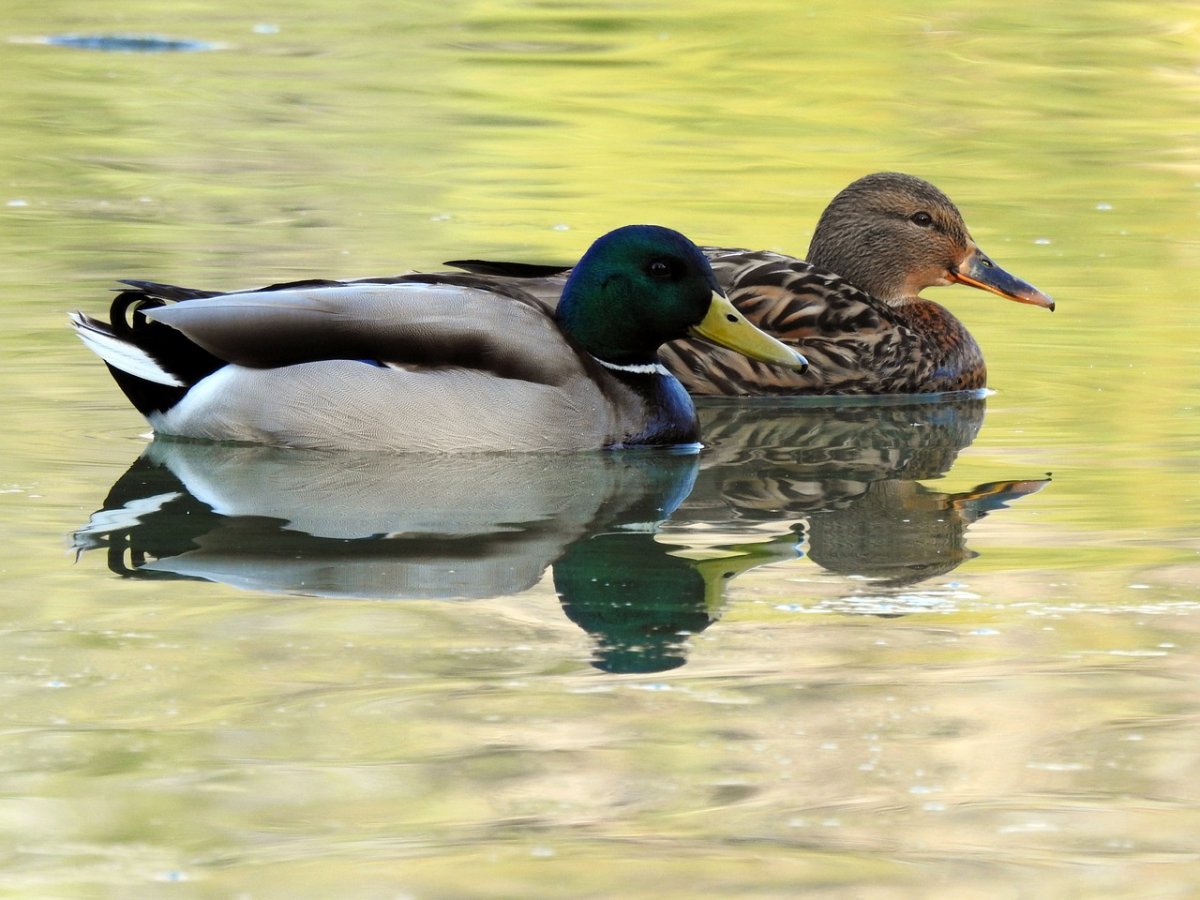 Втяшие пара уток