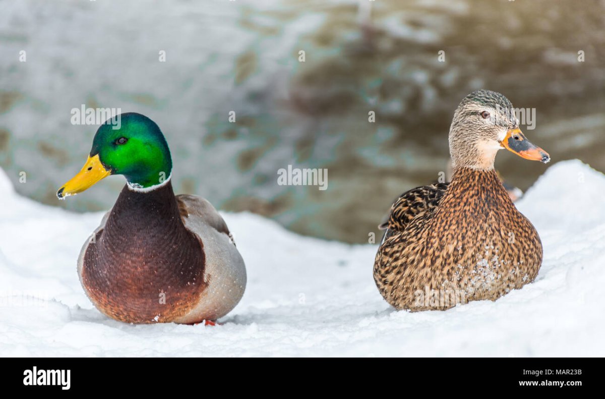 Московия утка самка