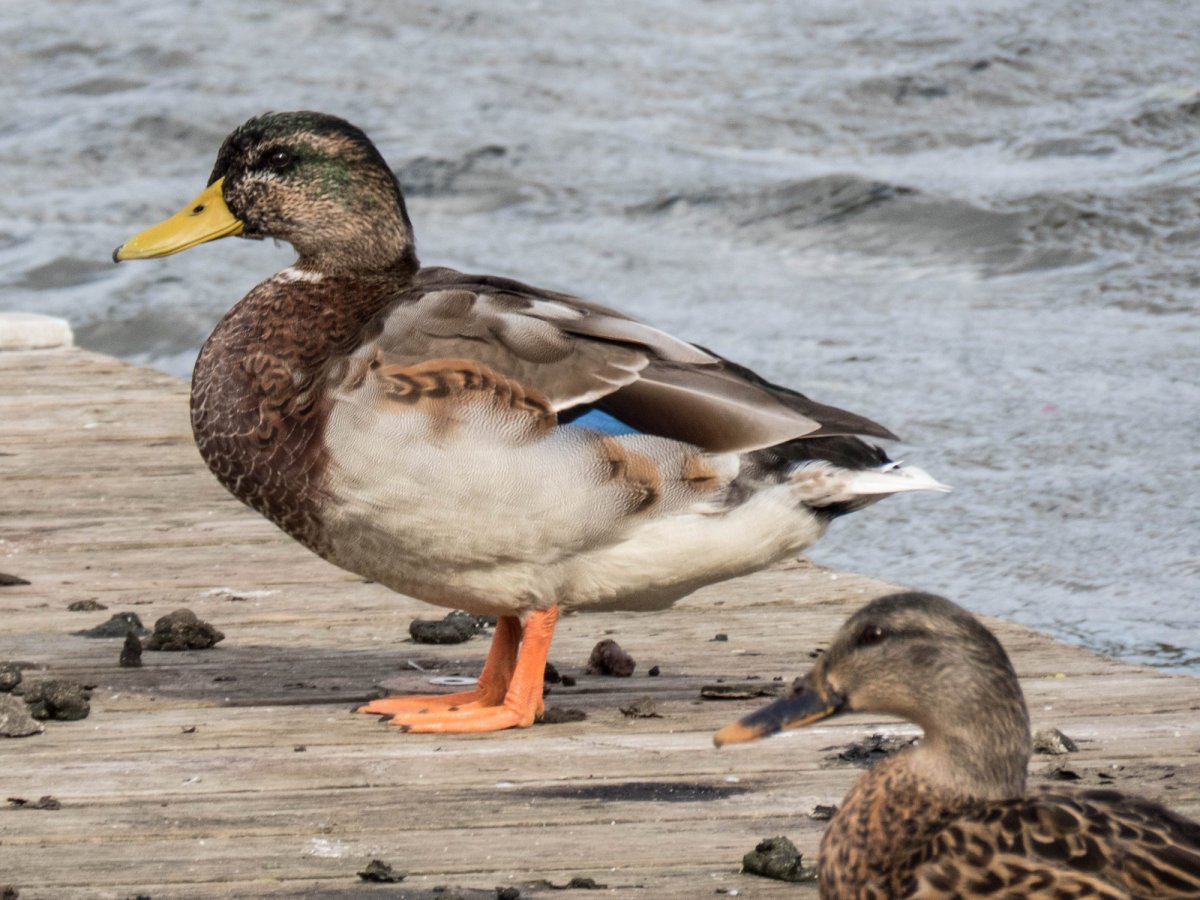 Утка кряква самец