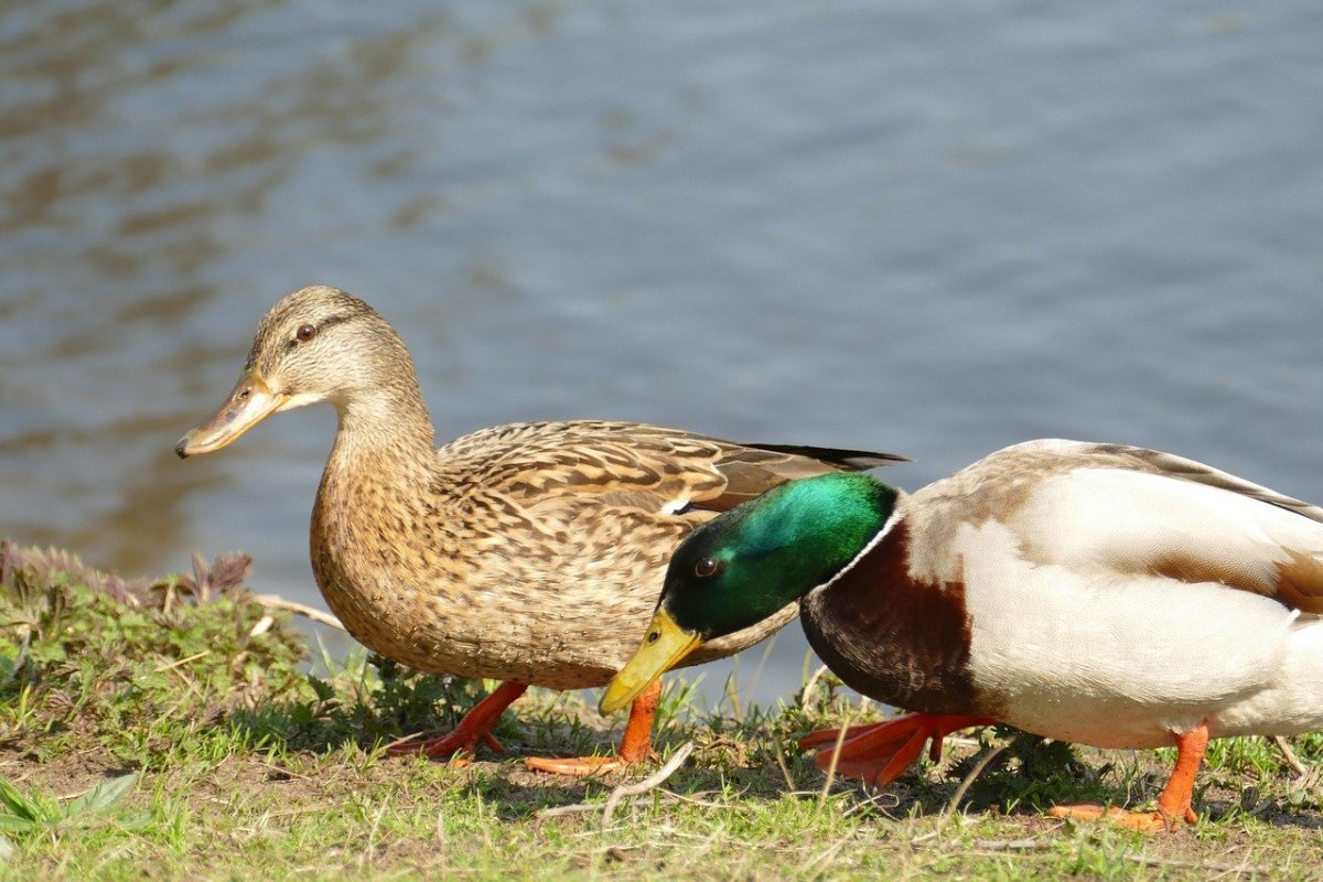 Утка кряква самец и самка
